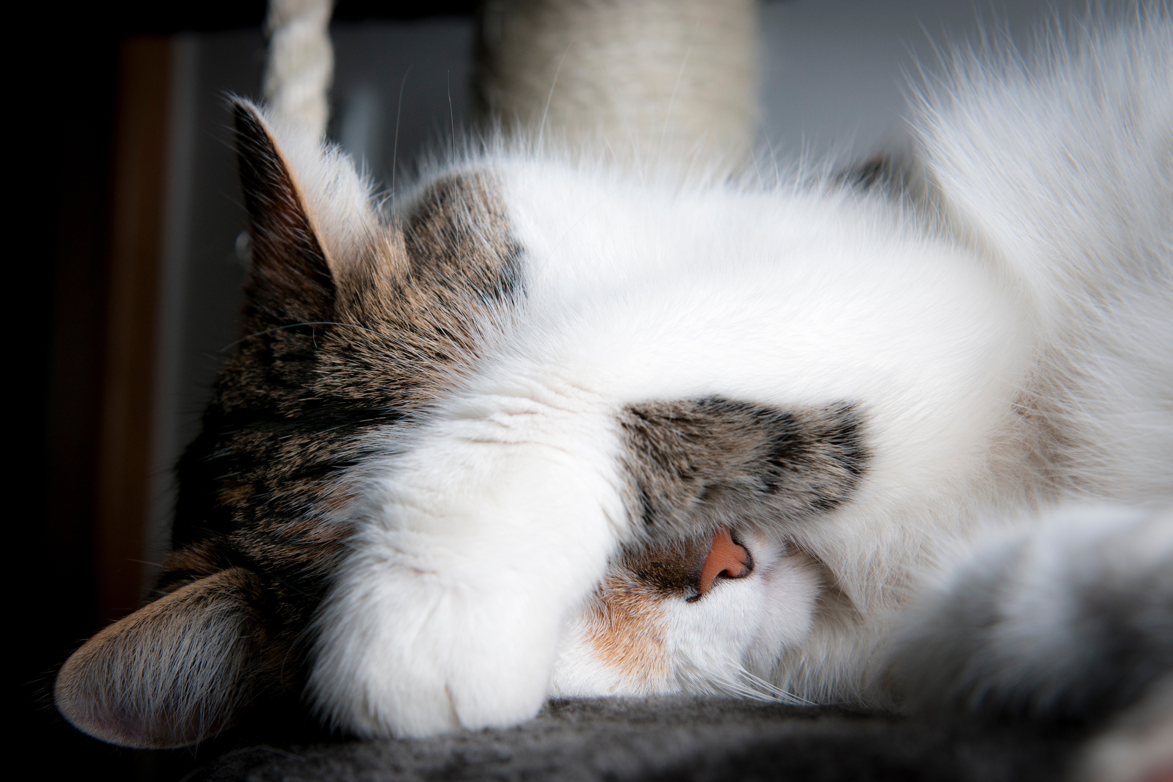 cuddly cat is ashamed with paw over his head